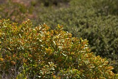 Acacia leptospermoides