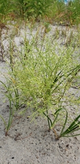 Cycloloma atriplicifolium