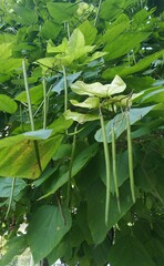 Catalpa bignonioides