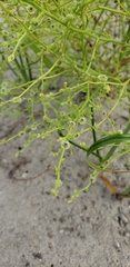 Cycloloma atriplicifolium