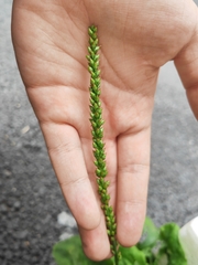 Plantago asiatica