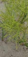 Cycloloma atriplicifolium