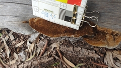 Postia pelliculosa