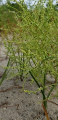 Cycloloma atriplicifolium
