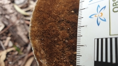 Postia pelliculosa