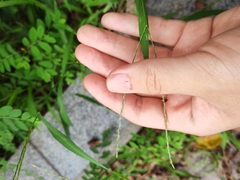 Digitaria radicosa