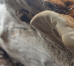 Postia pelliculosa