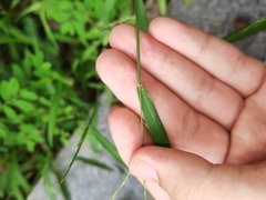 Digitaria radicosa