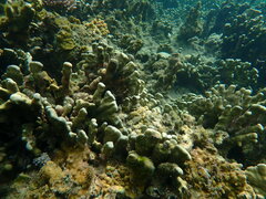 Porites