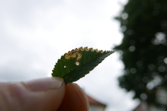 Stigmella ulmivora