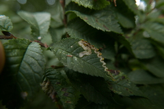 Stigmella ulmivora