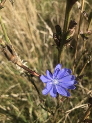 Cichorium