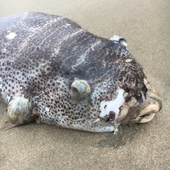 Sphoeroides annulatus