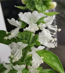 Ocimum