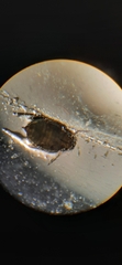 Myzus persicae