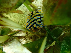 Phyllidia varicosa