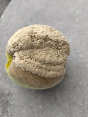 Monilinia fructigena