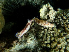 Hypselodoris pulchella