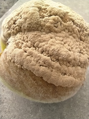 Monilinia fructigena
