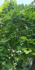 Catalpa bignonioides