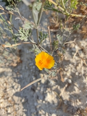 Eschscholzia californica