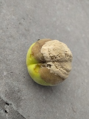 Monilinia fructigena