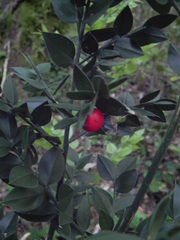 Ruscus aculeatus