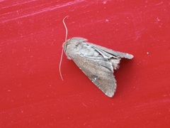 Noctuinae