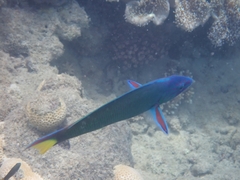 Thalassoma lunare
