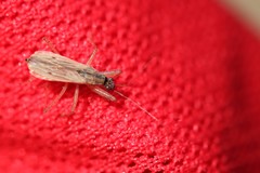 Nabis rugosus
