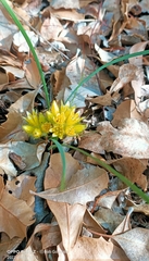 Conostylis juncea