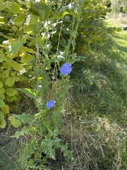 Cichorium