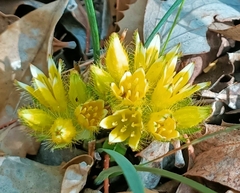 Conostylis juncea