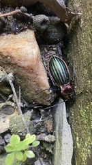 Carabus lineatus