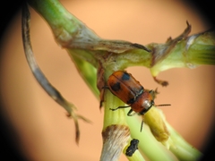 Coptocephala