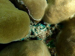 Porites