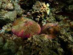 Fungia fungites
