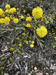 Acacia paradoxa