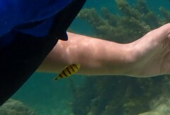 Gnathanodon speciosus