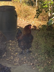 Gallus gallus domesticus