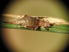 Arachnocephalus vestitus