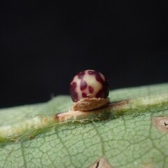 Neuroterus anthracinus