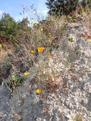 Eschscholzia californica