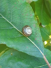 Cepaea hortensis