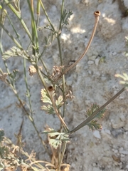 Eschscholzia californica