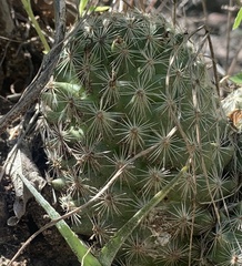 Mammillaria grahamii