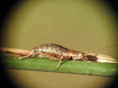 Arachnocephalus vestitus