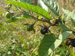 Atropa belladonna