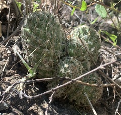 Mammillaria grahamii