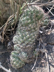 Mammillaria grahamii